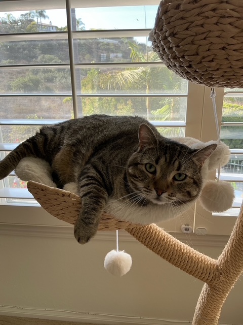 Cat laying by window