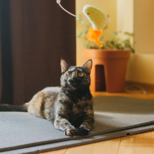 Cat sitting on the floor