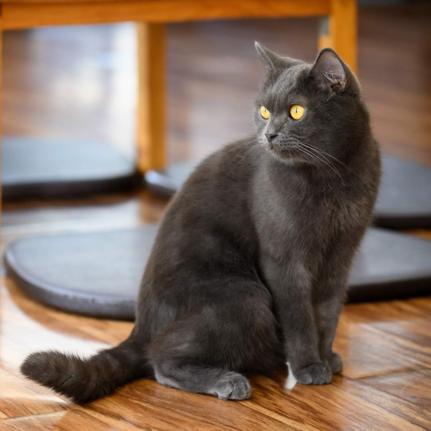 Kitten sitting on the floor
