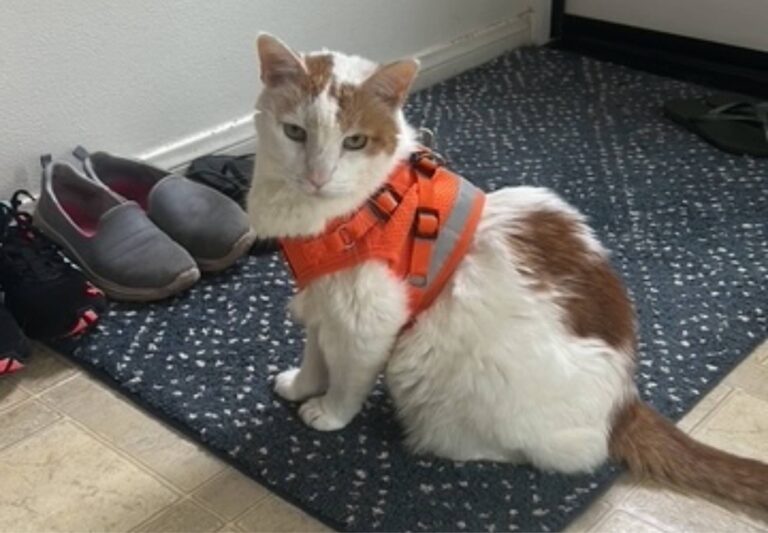 Kitten sitting on the matress