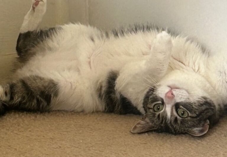 Kitten sleeping in reverse