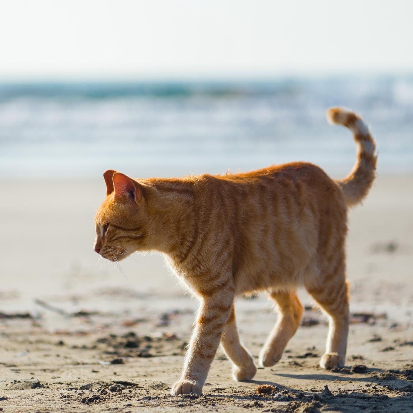 Kitten walking on the beach