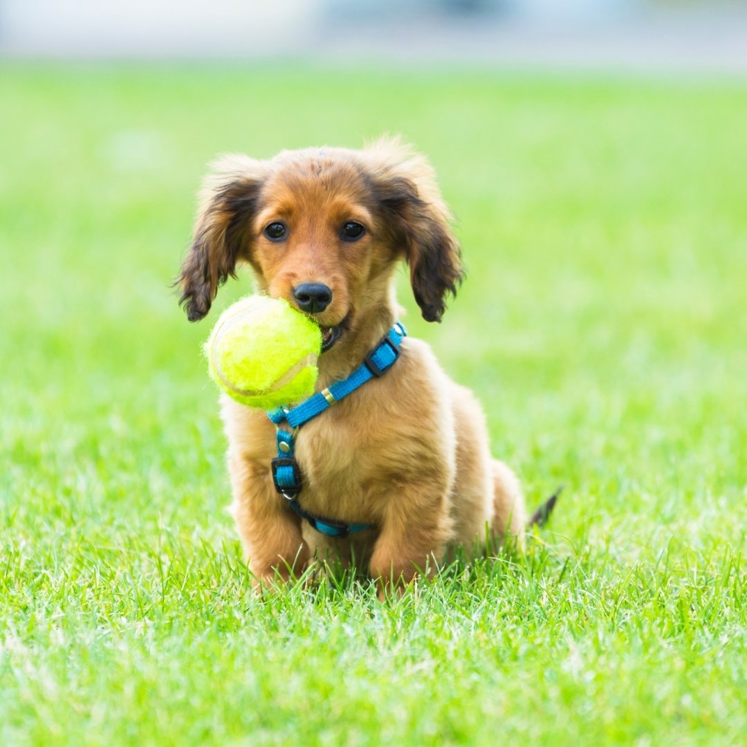 Puppy playing with a ball in the garden