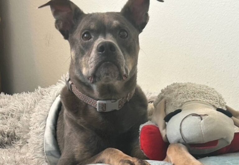 Puppy sitting on the bed