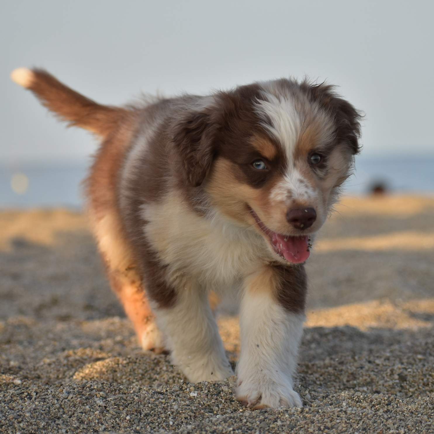 Puppy walking on the beach near sea shore