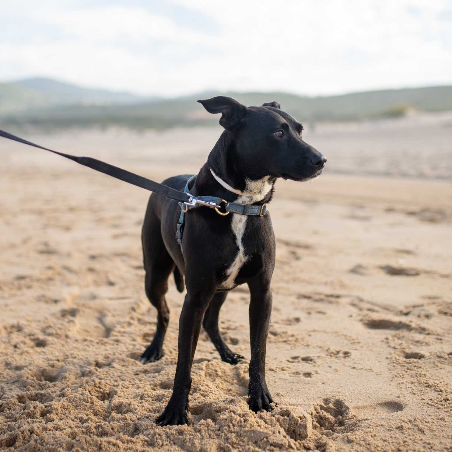 Puppy with parent standing on the beach