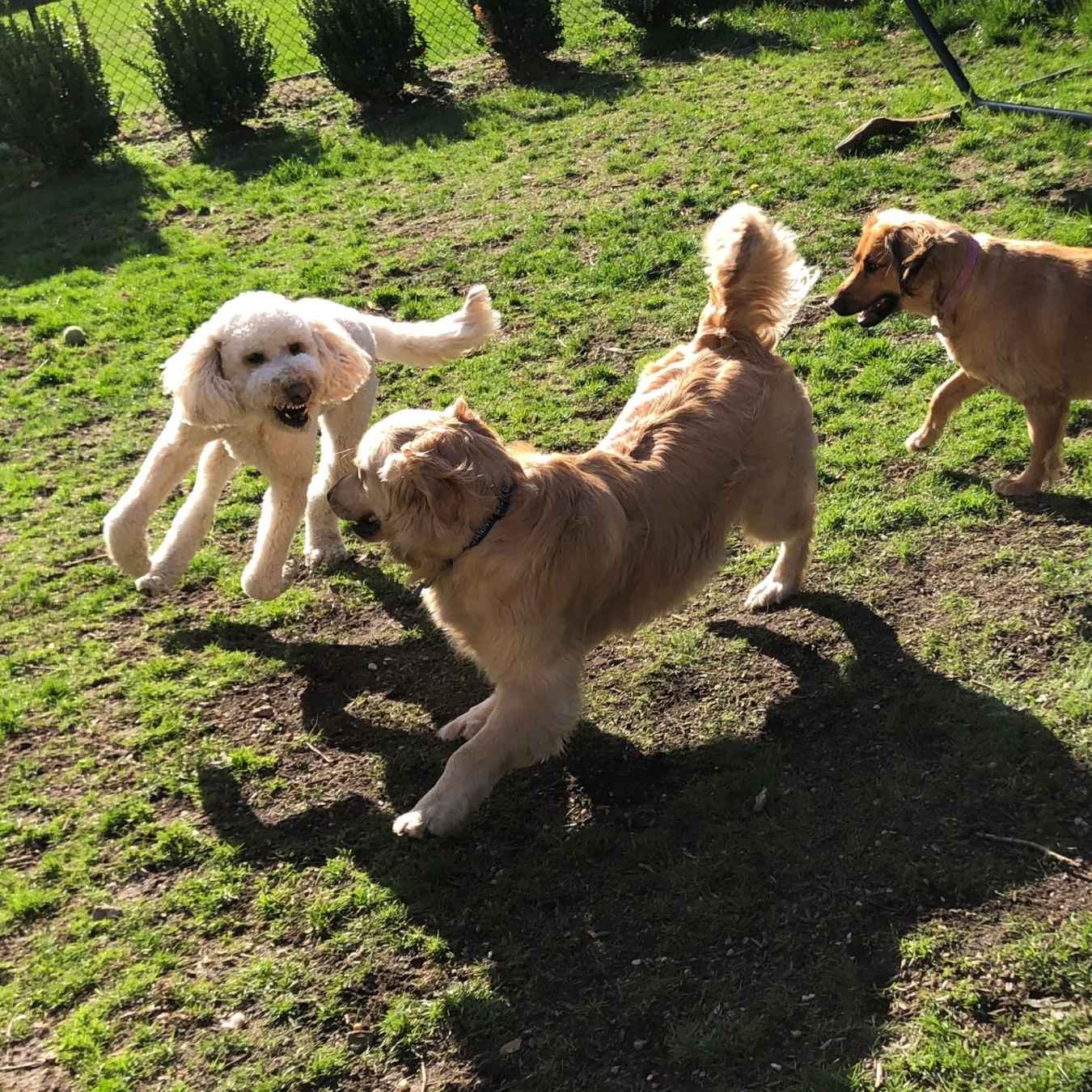 Three puppies playing together