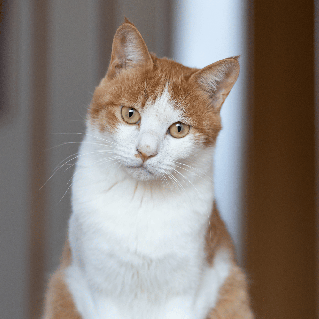 closeup of an orange and white cat